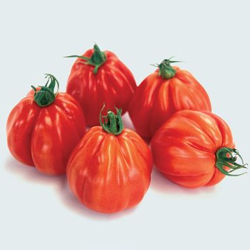 HYBRID F1 BORSALINA TOMATO - 1436