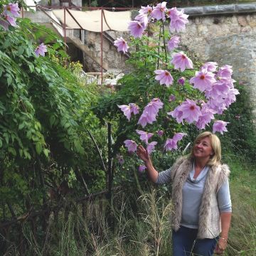 Bulbo di Dahlia imperialis in vendita – dalia imperiale gigante per giardino