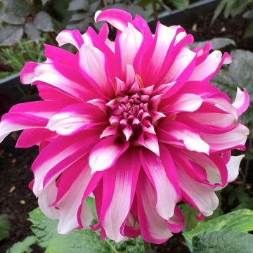 DAHLIA DECORATIVA RADEGAST - 45915-