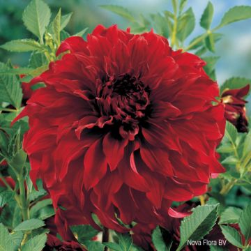 DAHLIA DECORATIVA SPARTACUS - 45940-
