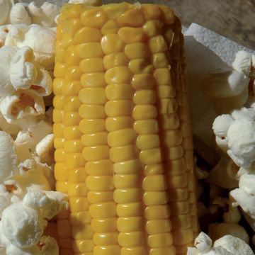 MAIS EVERTA per Pop corn - 1462