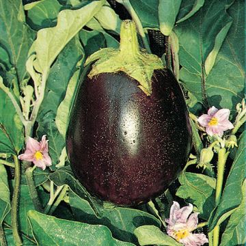 MELANZANA BLACK BEAUTY - 1464