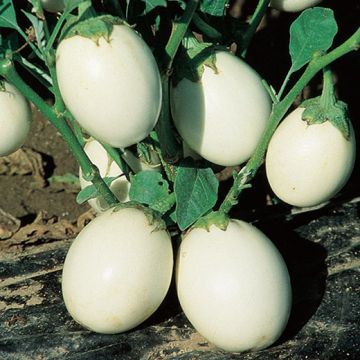 MELANZANA WHITE EGG (Bianca a uovo) - 1466