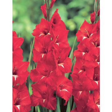 GLADIOLO TRADERHORN - 4703-
