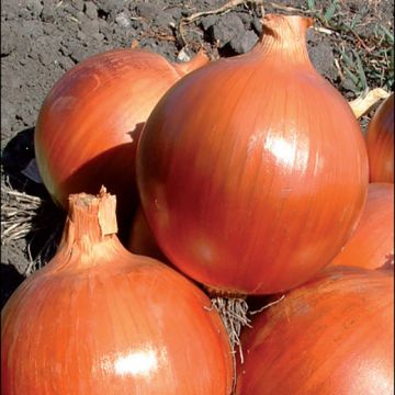 CIPOLLA Hybrid F1 «Copper Ball» - 1472
