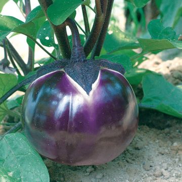 MELANZANA PROSPEROSA - 1475