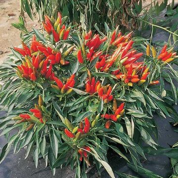 PEPERONCINO PICCANTE ETNA (Capsicum frutescens) - 1478