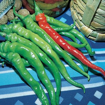 PEPERONCINO LOMBARDO - 1479