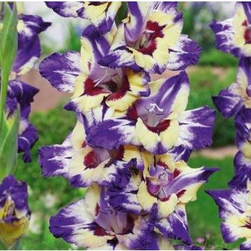 GLADIOLI CIRCUS CLUB - 4792-
