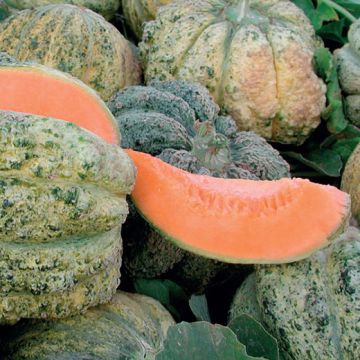 MELONE HYBRID F1 BROTMABON - 1480
