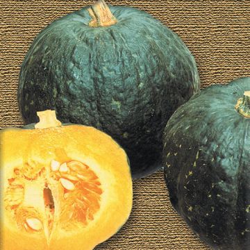 ZUCCA HYBRID F1 IRON CAP - 1487