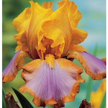 IRIS GERMANICA BROWN LASSO - 4874-