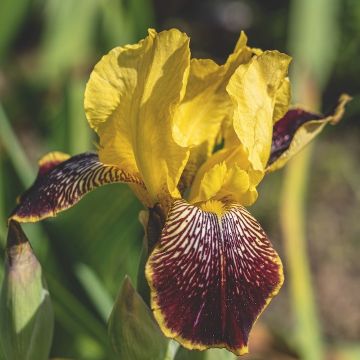 IRIS GERMANICA PURPLE AND YELLOW - 4875-