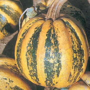ZUCCA TONDA PADANA - 1488