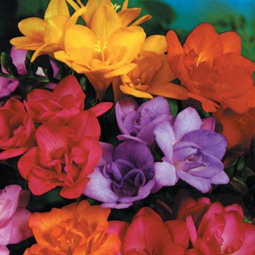 OFFERTA SPECIALE FREESIE A FIORI DOPPI - 4167-