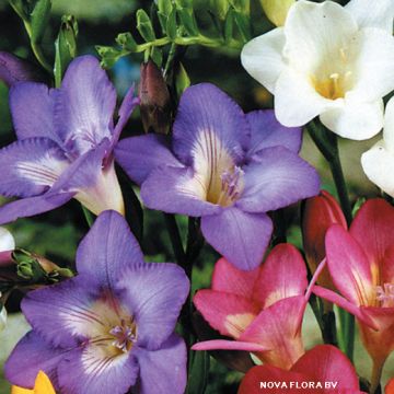 OFFERTA SPECIALE FREESIE A FIORE SEMPLICE - 4168-
