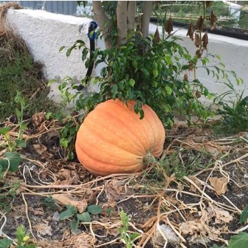 ZUCCA ATLANTIC GIANT - 1491