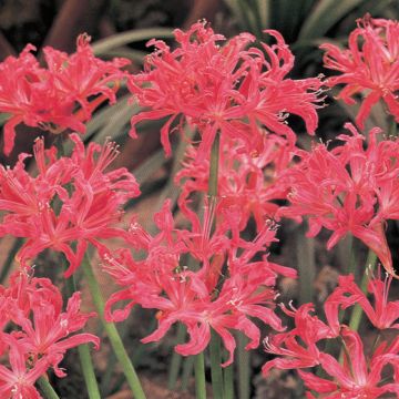 NERINE BOWDENII A FIORE ROSA - 4911-