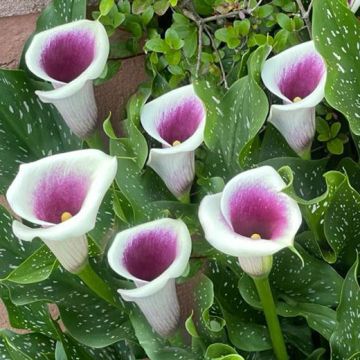 CALLA PICASSO - 4913-