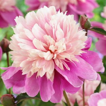 LADY LIBERTY HERBACEOUS PEONY - 49214-