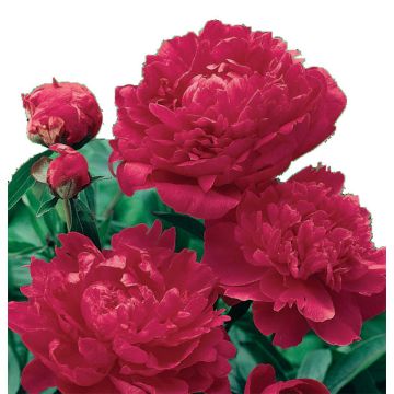 HERBACEOUS PEONY KARL ROSENFIELD (Paeonia Sinensis) - 49216-