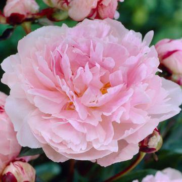 HERBACEOUS PEONY TAFF - 49228-
