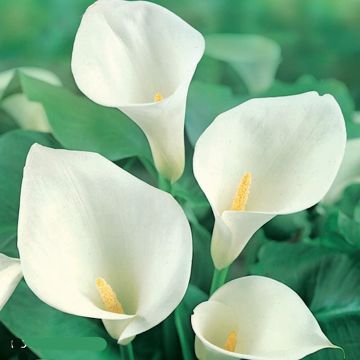 CALLA WHITE - 4918-