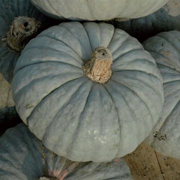ZUCCA BERETTA PIACENTINA - 1493