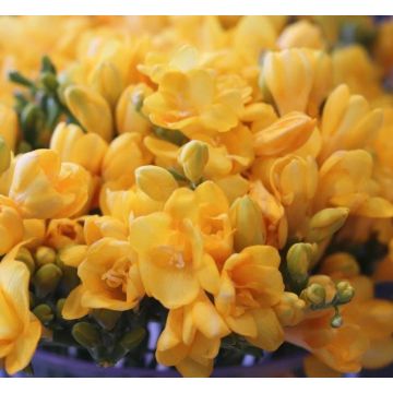 FREESIA GIALLA A FIORI DOPPI - 49301-