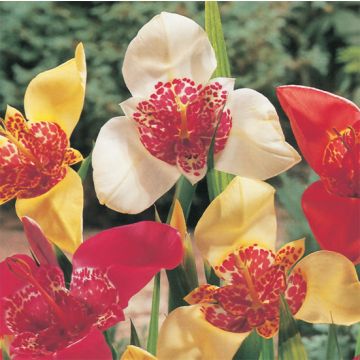 TIGRIDIA Pavonia mixed - 4940-
