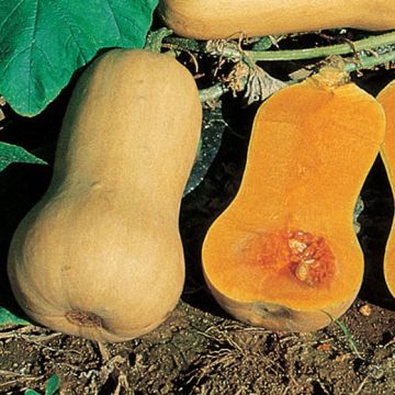 ZUCCA BUTTERNUT NOCE DI BURRO - 1495