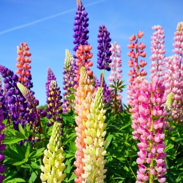 LUPINI POLYPHYLLI HYBRIDA - 4956-
