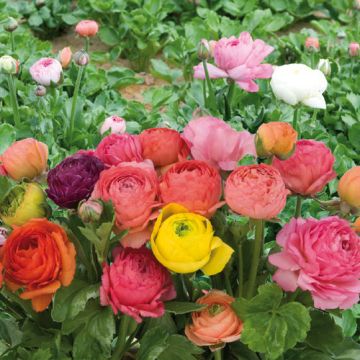 BUTTERCUP MIX - 4957-