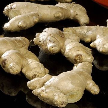 GINGER (Zingiber officinale) - 4968-