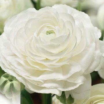 WHITE BUTTERCUP - 4973-