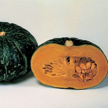 ZUCCA HYBRID F1 SUPER DELITE - 1499