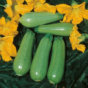 ZUCCHINO HYBRID F1 CLARITA - 1506