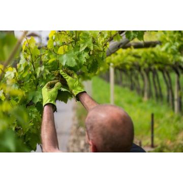 GUANTI DA GIARDINO - 51033