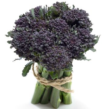 CAVOLO BROCCOLO HYBRID F1 A "GETTI" SANTEE - 1513