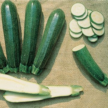 ZUCCHINO HYBRID F1 PRESIDENT - 1516