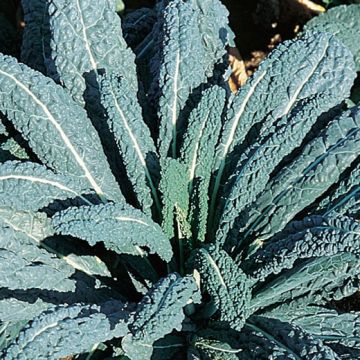 CAVOLO LACINIATO NERO DI TOSCANA PRECOCE - 1052