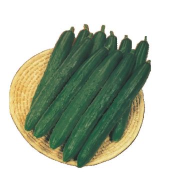 CUCUMBER HY F1 BON ODORI (ex Summer Dance) - 1523