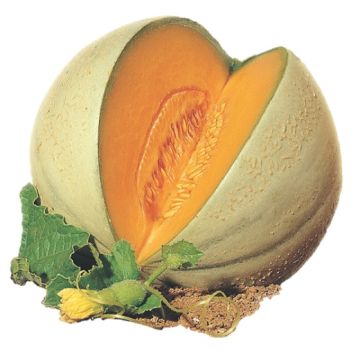 MELONE HYBRID F1 GALOUBET - 1533