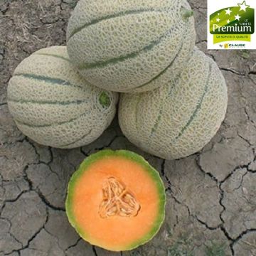 MELONE HYBRID F1 DIONYSIO qualità professionale - 1547