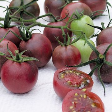POMODORO Black Cherry - 1563