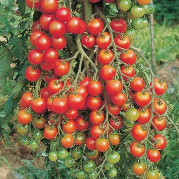 POMODORO HYBRID F1 CHIPANO - 1581