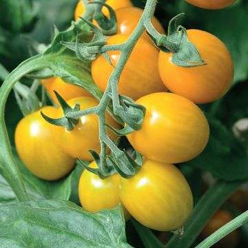 POMODORO GIALLO HYBRID F1 STAR GOLD - 1584