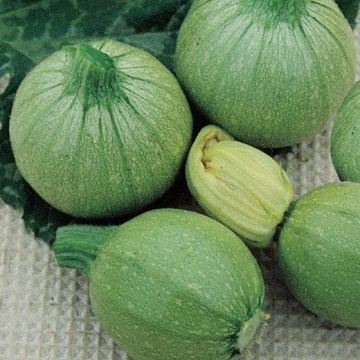 ZUCCHINO HYBRID F1 ROUND BEAUTY - 1585