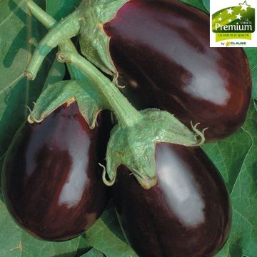 MELANZANA HYBRID F1 GALINE - 1588