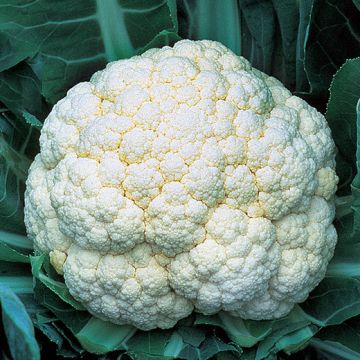 CAVOLFIORE HYBRID F1 SNOW PRINCE - 1059